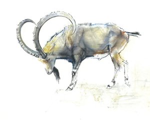 Nubian Ibex, 2008 (kağıt üzerinde karakalem) by Mark Adlington