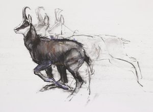 Koşu Chamois (kağıt üzerinde kömür ve conte)