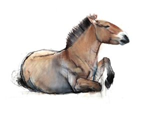 Oturan Przewalski, 2011, (kağıt üzerinde kömür, conté ve pastel)