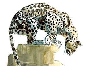 Omurga (Arap Leoparı), 2015, (kağıt üzerine sulu boya ve guaj boya) by Mark Adlington