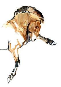 Aygır (Przewalski), 2013 (sennelier mürekkebi, sulu boya ve guaj)