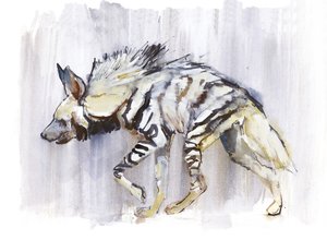 Çizgili Sırtlan, 2010, (kağıt üzerine sulu boya) by Mark Adlington