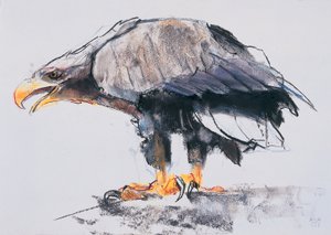 Ak kuyruklu Deniz Kartalı, 2001 (kağıt üzerinde karakalem) by Mark Adlington