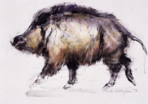 Yaban Domuzu, 1999 (kağıt üzerinde grafit, konte ve kömür) by Mark Adlington