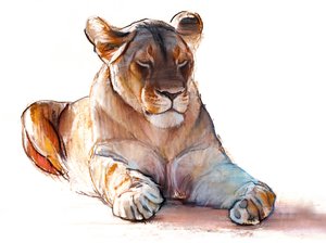 Yogi Dişi Aslan, 2019 by Mark Adlington