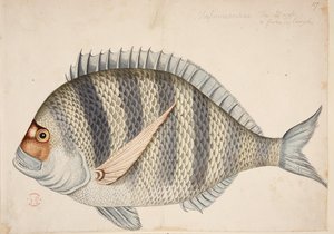 Bir balık. by Mark Catesby