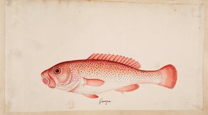 Bir balık. by Mark Catesby