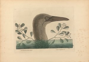 Bir Thymelaea foliis obtusis; Anseri Bassano &c: The Great Booby, Plate 86 from the Natural History of Carolina, Florida, and the Bahama Islands, cilt I, 2. baskı, Londra 1754 by Mark Catesby