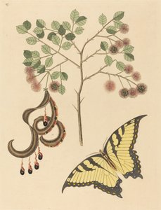 Kedi Pençesi Mimoza circinalis, 1731-1743