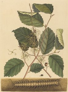 Kırkayak Scolopendra morsitans, 1731-1743