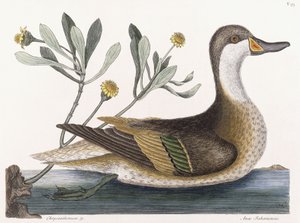 krizantem &c by Mark Catesby