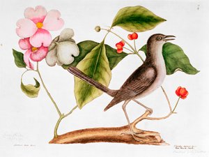 Kızılcık: Cornus florida ve Carolina Doğal Tarihinden Alaycı Kuş (1730-48)