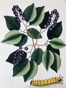 Güvercin Erik ve Büyük Boynuzlu Tırtıl, 1771