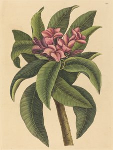 Kırmızı Frangipanni Plumeria rubra, 1731-1743