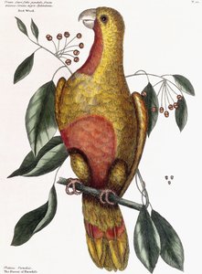 Red Wood - Sarkık defne yaprağı olan bir çalı, triocco tohumlu siyah köpüklü meyve by Mark Catesby
