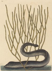Kara Muray (Muraena helenae çeşidi) by Mark Catesby