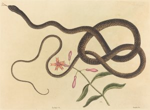 Koç-kırbaç Yılan Coluber flagellum, 1731-1743 yayınlandı. by Mark Catesby