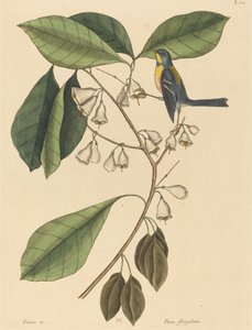 Finch Creeper (Parus americanus) by Mark Catesby