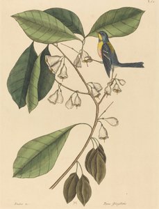 Finch Creeper Parus americanus, 1731-1743
