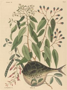 The Globe Fish Tetrodon lagocephalus, 1731-1743