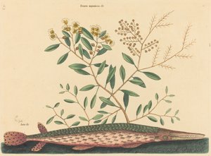 Yeşil Gar Balığı Esox osseus, 1731-1743