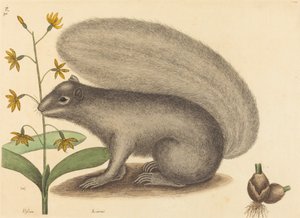 Boz Tilki Sincap (Sciurus cinereus) by Mark Catesby