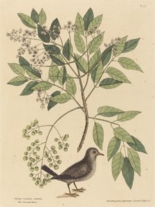 Yer Güvercini (Columba passerina) by Mark Catesby