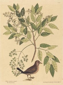Yer Güvercini Columba passerina, 1731-1743 yayınlandı. by Mark Catesby