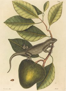 Guana (Lacerta Iguana)