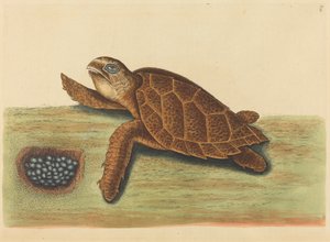 Şahin gagalı Kaplumbağa Testudo caretta, 1731-1743