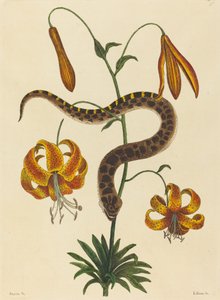 Hog-nose Snake Boa contortrix, 1731-1743 yayınlandı. by Mark Catesby