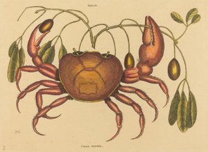 The Land-crab Cancer ruricola, 1731-1743