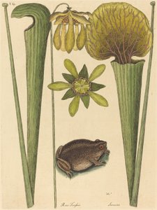 Kara Kurbağası (Rana) by Mark Catesby