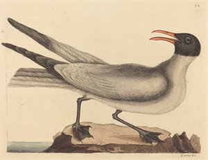 Gürültülü Gül (Larus Ratishila) by Mark Catesby