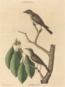 Küçük Kahverengi Sinekkapan by Mark Catesby
