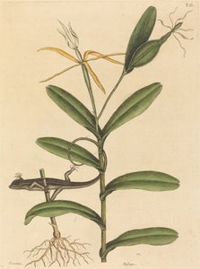 Lyon Kertenkele (Lacerta 6-lineata) by Mark Catesby