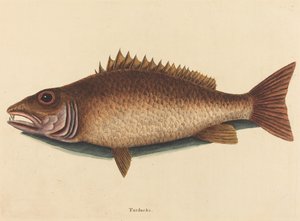 Mangrov Snapper Labrus griseus, 1754 yayınlandı. by Mark Catesby