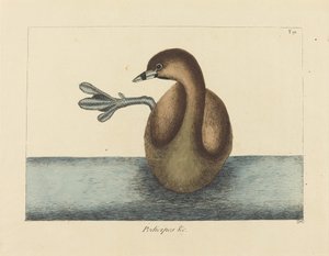 Alaca Gagalı Dobchick (Colymbus podiceps) by Mark Catesby