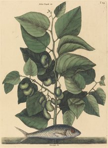 Pealchard (Arjantin Karolina) by Mark Catesby