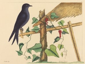 Mor Martin (Hirundo purpurea) by Mark Catesby