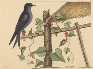 Mor Martin (Hirundo purpurea) by Mark Catesby