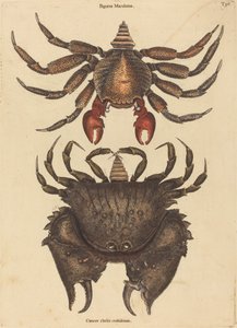 Kırmızı Benekli Kaya Yengeç (Kanser Grapsus) by Mark Catesby