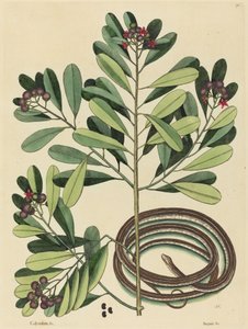Kurdele Yılanı (Coluber saurita) by Mark Catesby