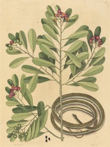 Kurdele Yılan Coluber saurita, 1731-1743 yayınlandı. by Mark Catesby