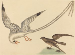 Pirinç kuşu (Emberiza oryzivora) by Mark Catesby