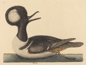 Yuvarlak Tepeli Ördek Mergus cucullatus, 1731-1743