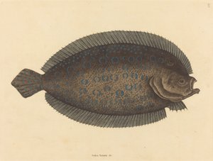 Sole Pleuronectes lunatus, 1731-1743