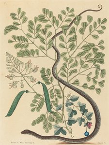 Benekli Kurdele Yılan Coluber nebulosus, 1731-1743