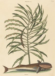 Emici Balık (Echeneis naucratis) by Mark Catesby