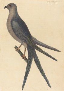 Kırlangıç Kuyruğu Şahin Falco furcatus, 1754 yayınlandı. by Mark Catesby